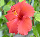 Hibiscus flower grown on rain water